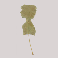 Silhouette cutted in leaf, with woman looking left.